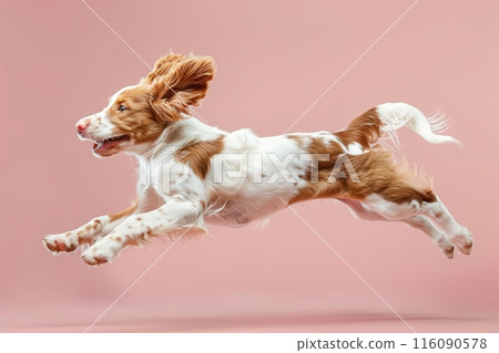 Brittany dog Jumping and remaining in mid-air, studio lighting, isolated on pastel background, stock photographic style 116090578