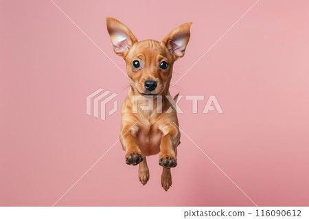 byssinian dog Jumping and remaining in mid-air, studio lighting, isolated on pastel background, stock photographic style 116090612