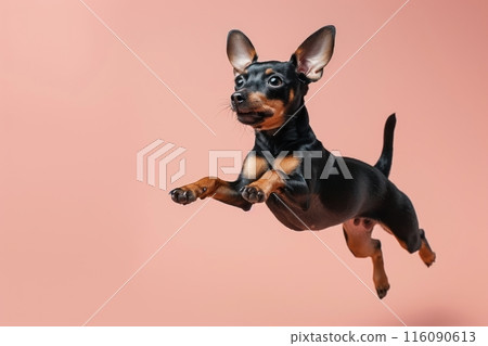 byssinian dog Jumping and remaining in mid-air, studio lighting, isolated on pastel background, stock photographic style 116090613