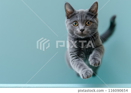 Chartreux cat Jumping and remaining in mid-air, studio lighting, isolated on pastel background, stock photographic style 116090654