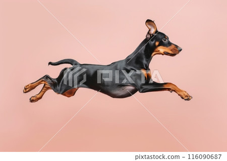 Doberman Pinscher dog Jumping and remaining in mid-air, studio lighting, isolated on pastel background, stock photographic style Doberman Pinscher dog Jumping and remaining in mid-air, studio lighting, isolated on pastel background, stock photographic style 116090687