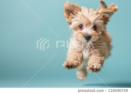 Havanese dog Jumping and remaining in mid-air, studio lighting, isolated on pastel background, stock photographic style 116090749