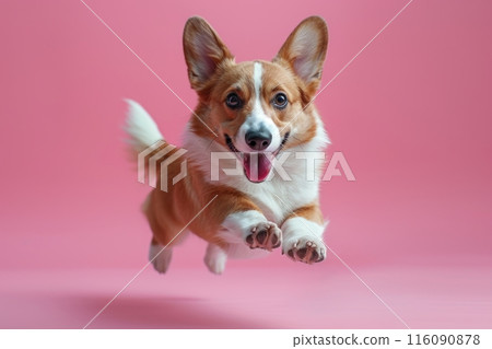 Pembroke Welsh Corgi dog Jumping and remaining in mid-air, studio lighting, isolated on pastel background, stock photographic style 116090878