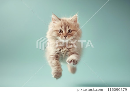 Persian cat Jumping and remaining in mid-air, studio lighting, isolated on pastel background, stock photographic style 116090879