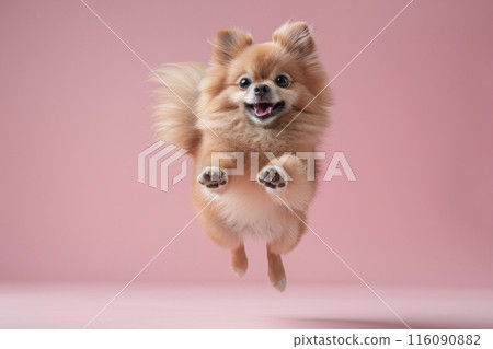 Pomeranian dog Jumping and remaining in mid-air, studio lighting, isolated on pastel background, stock photographic style 116090882