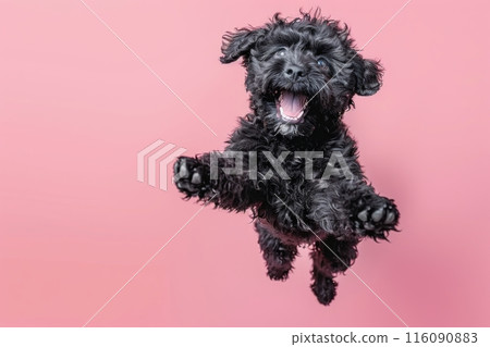 Portuguese Water Dog dog Jumping and remaining in mid-air, studio lighting, isolated on pastel background, stock photographic style Portuguese Water Dog dog Jumping and remaining in mid-air, studio lighting, isolated on pastel background, stock photographic style 116090883
