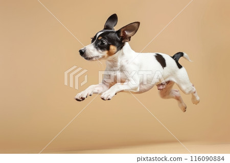 Rat Terrier dog Jumping and remaining in mid-air, studio lighting, isolated on pastel background, stock photographic style Rat Terrier dog Jumping and remaining in mid-air, studio lighting, isolated on pastel background, stock photographic style 116090884