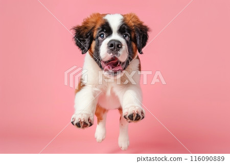Saint Bernard dog Jumping and remaining in mid-air, studio lighting, isolated on pastel background, stock photographic style 116090889