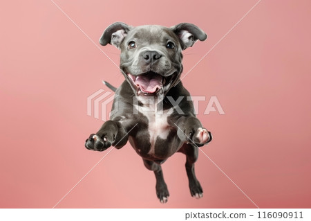 Staffordshire Bull Terrier dog Jumping and remaining in mid-air, studio lighting, isolated on pastel background, stock photographic style 116090911