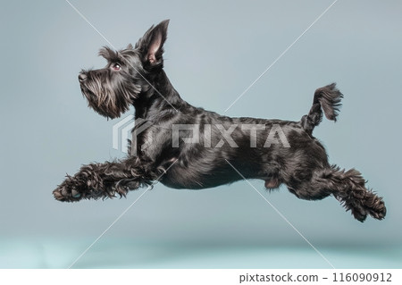 Standard Schnauzer dog Jumping and remaining in mid-air, studio lighting, isolated on pastel background, stock photographic style 116090912