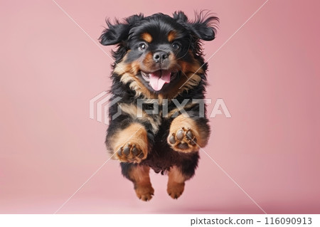 Tibetan Mastiff dog Jumping and remaining in mid-air, studio lighting, isolated on pastel background, stock photographic style 116090913