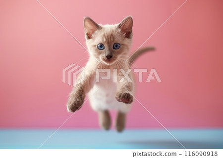 Tonkinese cat Jumping and remaining in mid-air, studio lighting, isolated on pastel background, stock photographic style 116090918