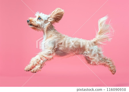 Afghan Hound dog Jumping and remaining in mid-air, studio lighting, isolated on pastel background, stock photographic style Afghan Hound dog Jumping and remaining in mid-air, studio lighting, isolated on pastel background, stock photographic style 116090938