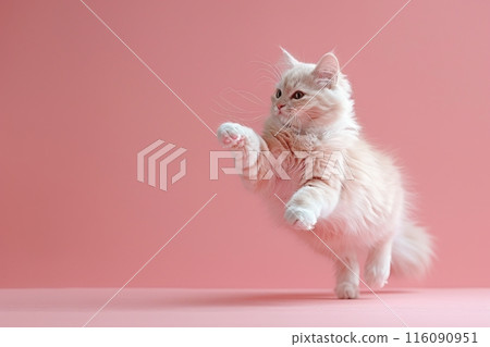 American Curl cat Jumping and remaining in mid-air, studio lighting, isolated on pastel background, stock photographic style American Curl cat Jumping and remaining in mid-air, studio lighting, isolated on pastel background, stock photographic style 116090951