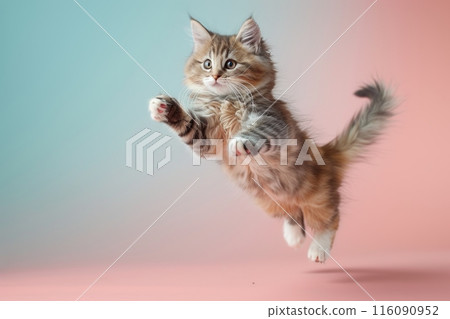 American Curl cat Jumping and remaining in mid-air, studio lighting, isolated on pastel background, stock photographic style American Curl cat Jumping and remaining in mid-air, studio lighting, isolated on pastel background, stock photographic style 116090952