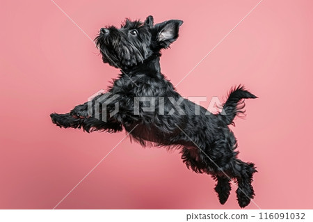 Black Russian Terrier dog Jumping and remaining in mid-air, studio lighting, isolated on pastel background, stock photographic style 116091032