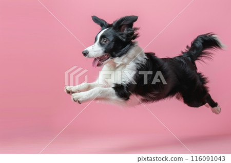 Border Collie dog Jumping and remaining in mid-air, studio lighting, isolated on pastel background, stock photographic style 116091043