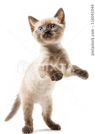 Tonkinese cat Jumping and remaining in mid-air, studio lighting, isolated on white background, stock photographic style 116091044