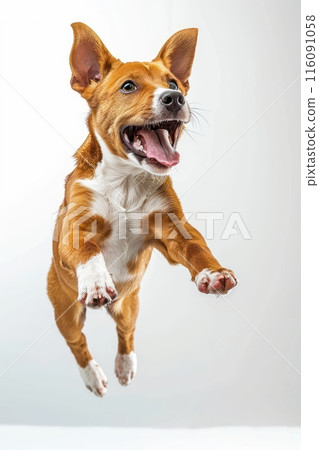 Basenji dog Jumping and remaining in mid-air, studio lighting, isolated on white background, stock photographic style 116091058