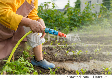 Senior woman watering fresh plants growing at home vegetable garden. Gardener taking care of plants at the backyard of her house. Concept of sustainability and growing organic Senior woman watering fresh plants growing at home vegetable garden. Gardener taking care of plants at the backyard of her house. Concept of sustainability and growing organic 116091059