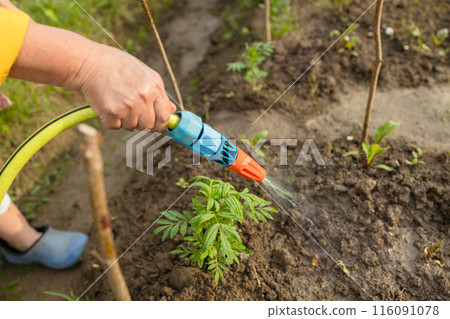 Senior woman watering fresh plants growing at home vegetable garden. Gardener taking care of plants at the backyard of her house. Concept of sustainability and growing organic 116091078
