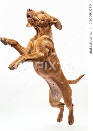 Rhodesian Ridgeback dog Jumping and remaining in mid-air, studio lighting, isolated on white background, stock photographic style 116091079