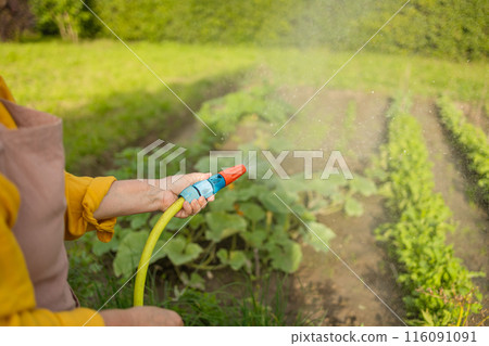 Senior woman watering fresh plants growing at home vegetable garden. Gardener taking care of plants at the backyard of her house. Concept of sustainability and growing organic 116091091