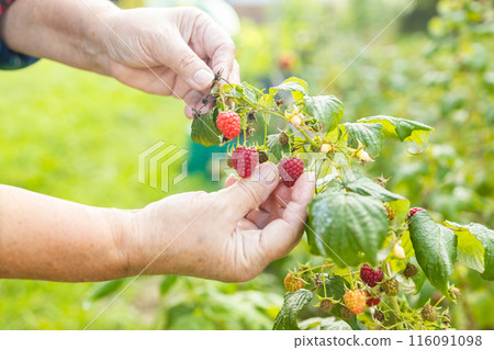 Farmer harvests ripe raspberries. Hands of a woman picking raspberries Farmer harvests ripe raspberries. Hands of a woman picking raspberries 116091098