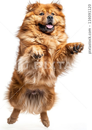 Tibetan Mastiff dog Jumping and remaining in mid-air, studio lighting, isolated on white background, stock photographic style 116091120
