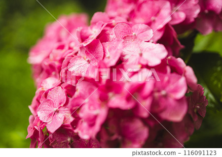 Bush of blooming pink Hydrangea or Hortensia flowers in the summer. Natural background, selective focus 116091123
