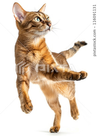 Abyssinian cat Jumping and remaining in mid-air, studio lighting, isolated on white background, stock photographic style 116091131