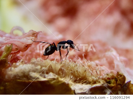 Black ants have come to eat the figs. 116091294