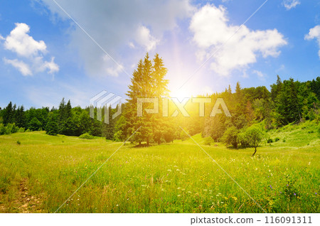 Carpathian mountains, pine forest, meadow and bright sunrise. 116091311