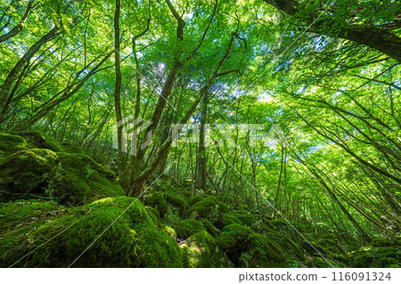 [Famous place for moss] Yamainudake [Kamikatsu Town] 116091324