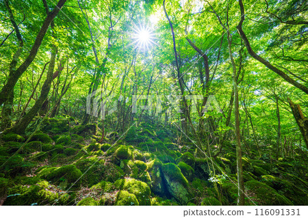 [Famous place for moss] Yamainudake [Kamikatsu Town] 116091331