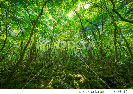 [苔蘚的名勝] Yamainudake [上勝町] 116091341