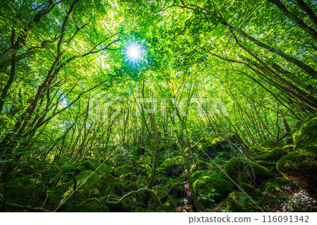 [苔蘚的名勝] Yamainudake [上勝町] 116091342