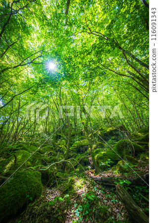 [苔蘚的名勝] Yamainudake [上勝町] 116091343