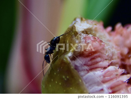 Black ants sucking nectar from a fig. Black ants sucking nectar from a fig. 116091395