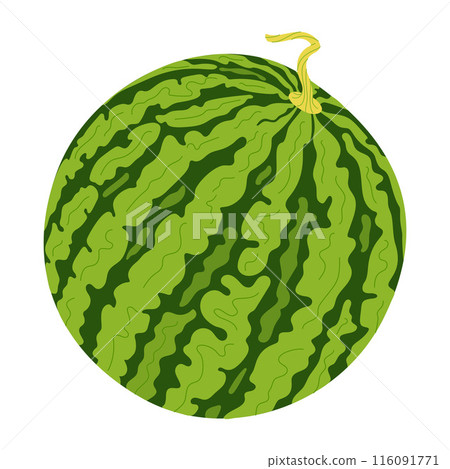 Fresh juicy Whole watermelon, summer fruit Hand drawn flat style isolated 116091771