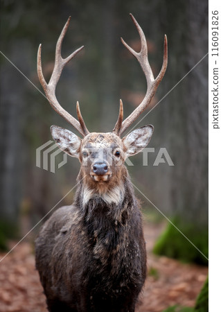 Deer standing in middle of forest Deer standing in middle of forest 116091826