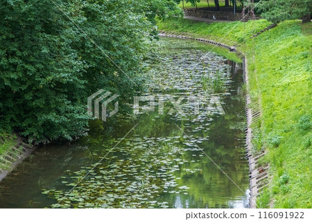 Lush Green Stream with Lily Pads in Park Lush Green Stream with Lily Pads in Park 116091922
