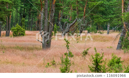 Forest with Pink Grass and Green Trees. Curonian dunes, Lithuania 116091966