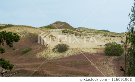 Sandy Dunes with Sparse Vegetation. Curonian dunes, Lithuania Sandy Dunes with Sparse Vegetation. Curonian dunes, Lithuania 116091968