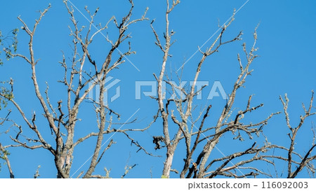 Bare Tree Branches Against Clear Blue Sky 116092003