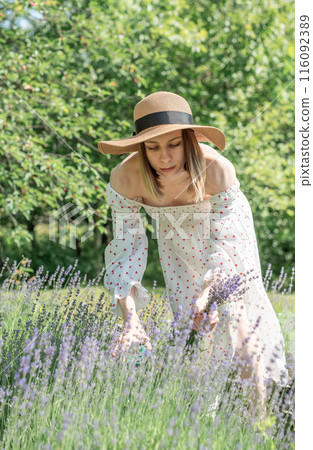 Young woman picking lavender flowers 116092389