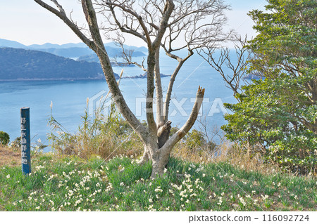 [Wild daffodil colony] Ohibiki, Yura-cho, Hidaka-gun, Wakayama Prefecture 116092724