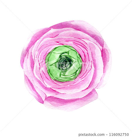 Watercolor hand drawn pink ranunculus flower isolated on white background. Botanical illustration of buttercup. Floral clipart for greeting cards, wedding invitations, packaging, scrapbooking 116092750