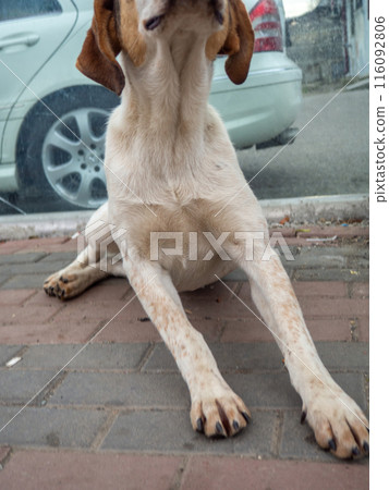 Homeless dogs in the city.Dog on the street.Part of the body of the animal. Hungry animals. 116092806