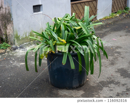Large potted plant outside. Plant with long narrow leaves. Yard decoration. 116092816